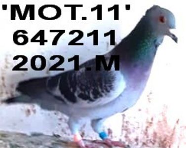 2021.647211 - Copy - Copy - 2 MATCA 2022