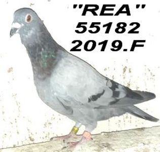 2019-55182               RE - 2 MATCA 2022