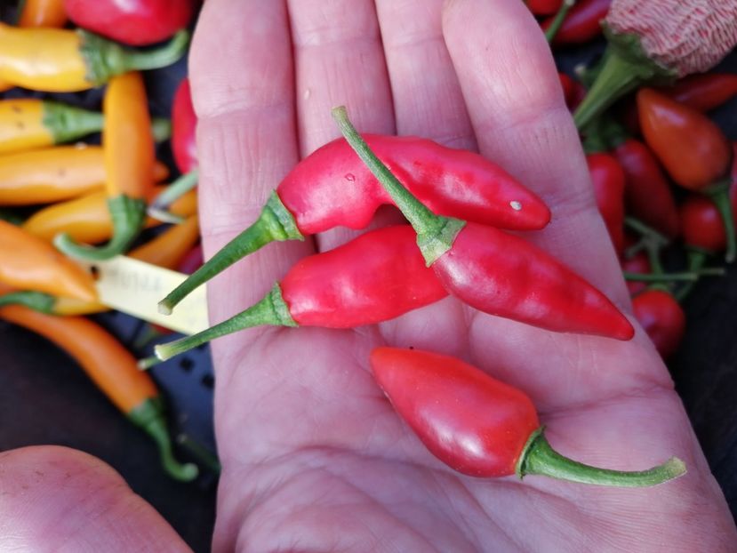  - SEMINTE ARDEI IUTE - AI 114 PUMA GHOST YAKI - NEIZOLAT