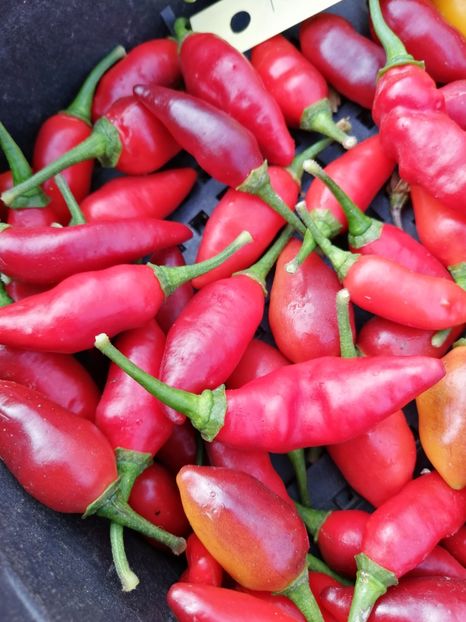  - SEMINTE ARDEI IUTE - AI 114 PUMA GHOST YAKI - NEIZOLAT