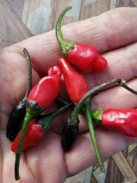  - SEMINTE ARDEI IUTE - AI 113 PURPLE GUATAMALAN - NEIZOLAT