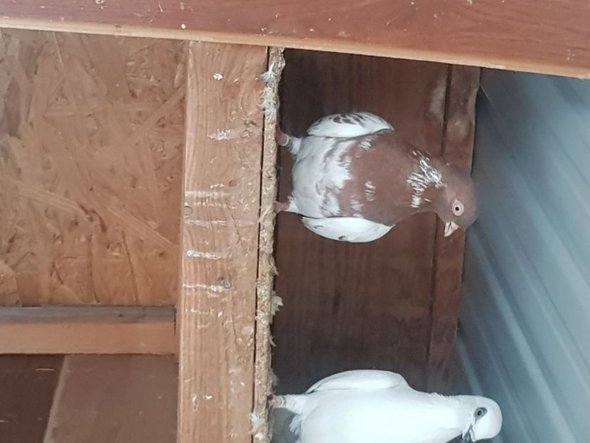  - zburator de budapesta