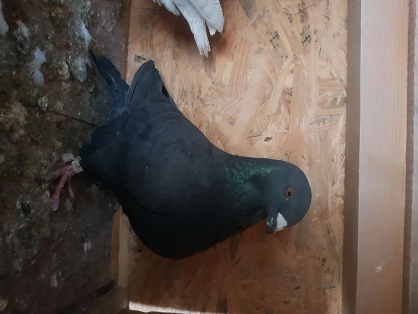  - Porumbei americani