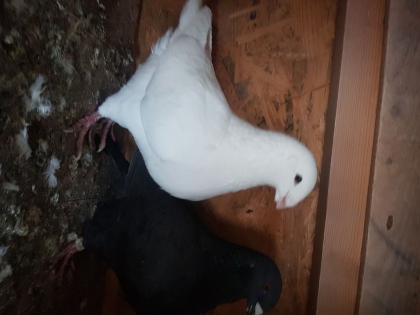  - Porumbei americani