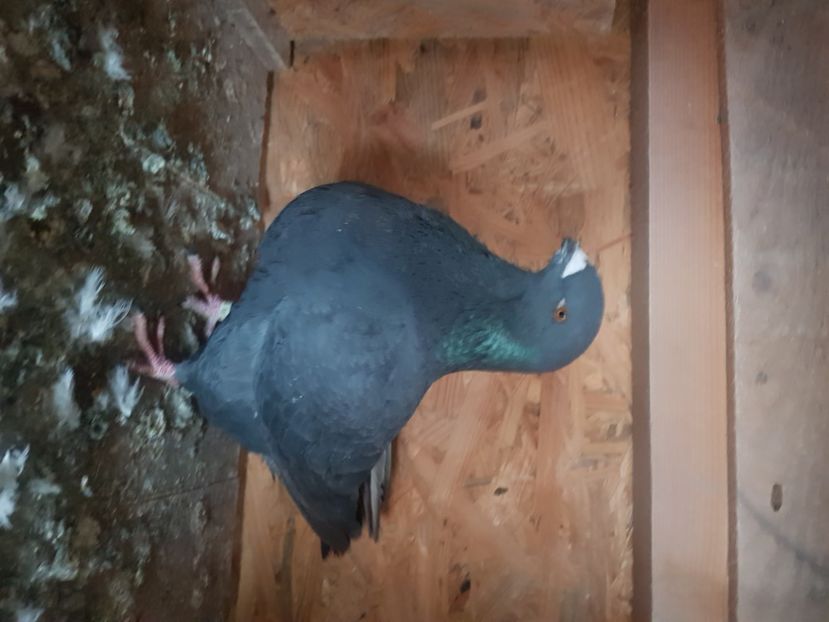  - Porumbei americani