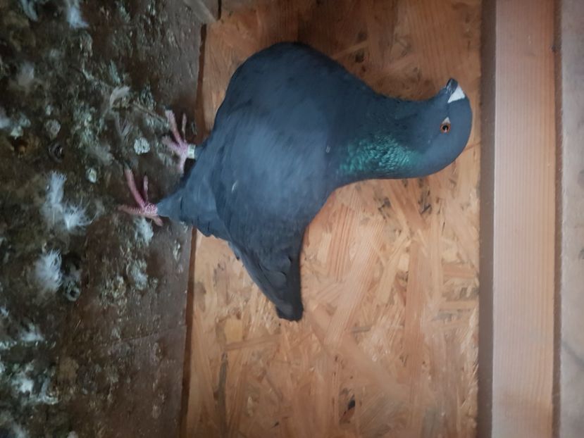  - Porumbei americani