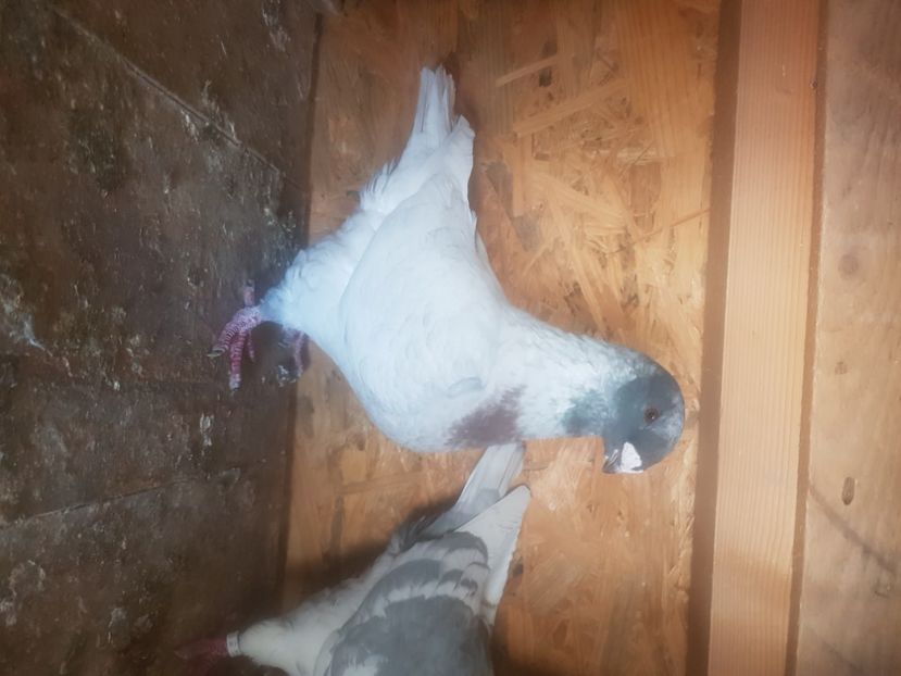  - Porumbei americani