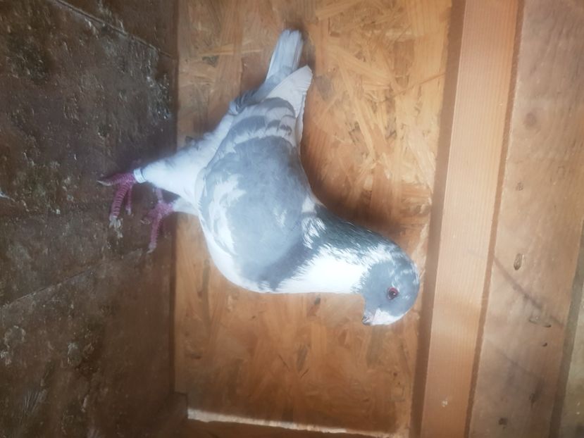  - Porumbei americani