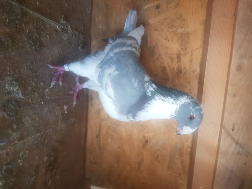  - Porumbei americani