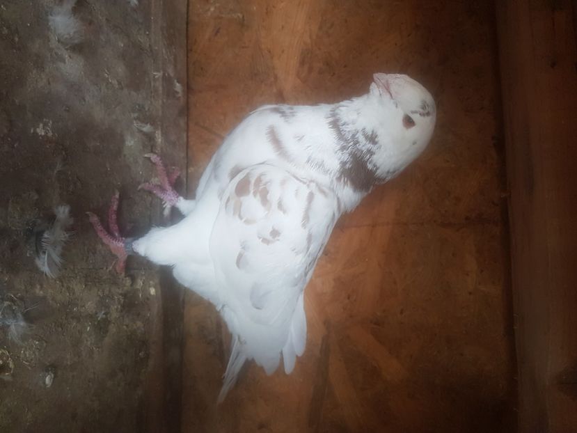  - Porumbei americani