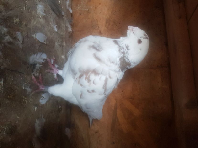  - Porumbei americani