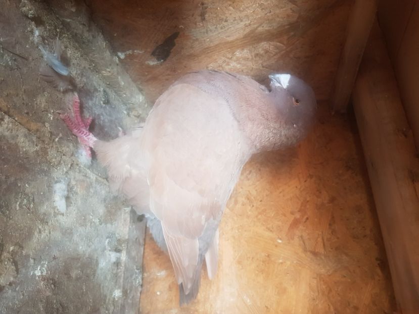  - Porumbei americani