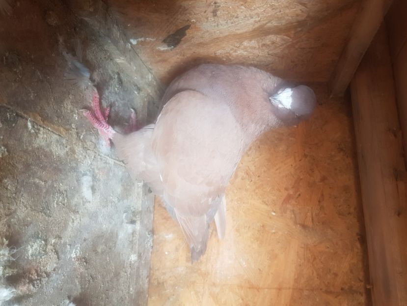  - Porumbei americani