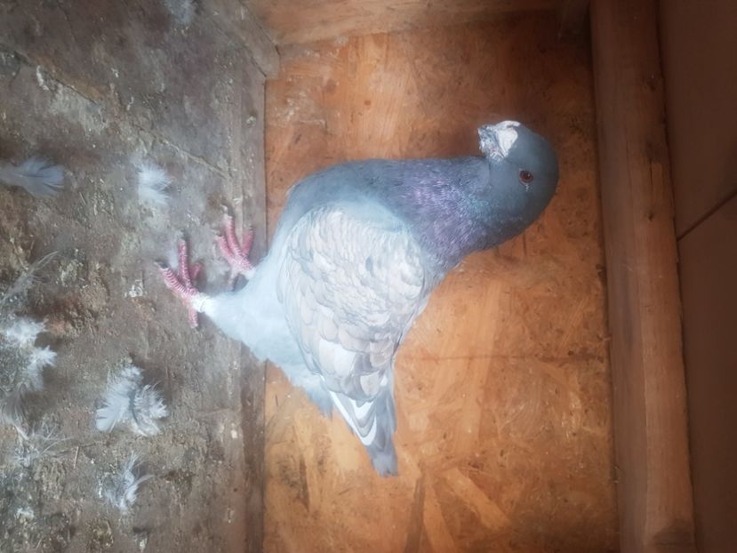  - Porumbei americani