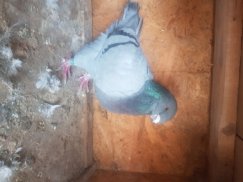  - Porumbei americani