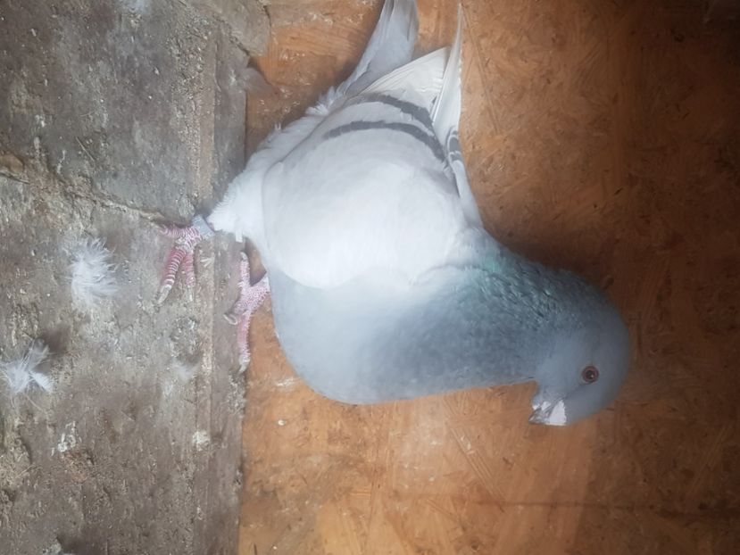  - Porumbei americani