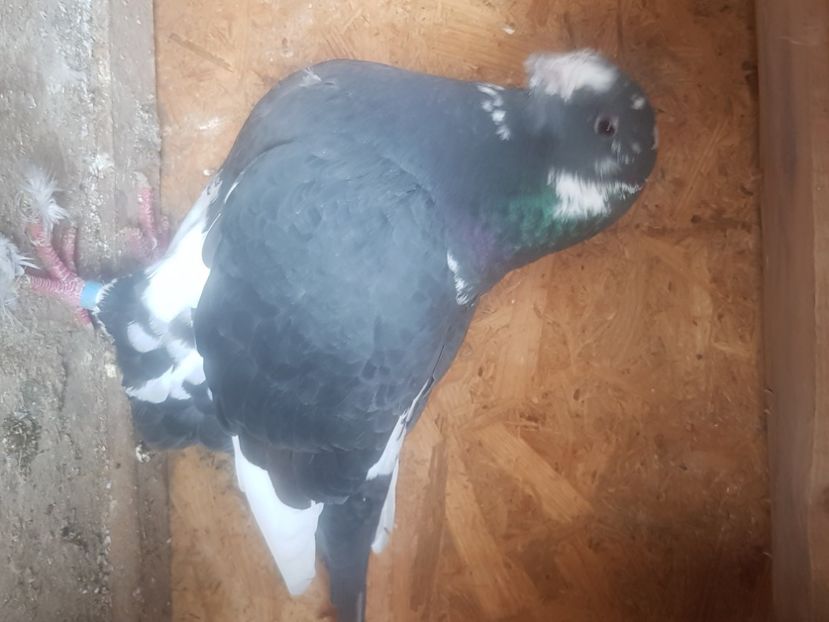  - Porumbei americani