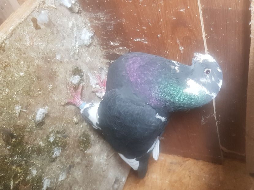  - Porumbei americani