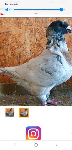 Screenshot_20211023-090904_Chrome - Porumbei americani