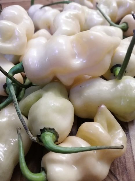  - SEMINTE ARDEI IUTE - AI 122 MORUGA X BIG BLACK DEVIL - NEIZOLAT