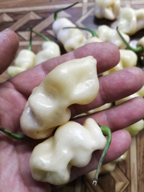  - SEMINTE ARDEI IUTE - AI 122 MORUGA X BIG BLACK DEVIL - NEIZOLAT