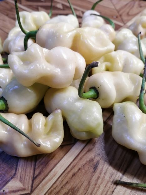  - SEMINTE ARDEI IUTE - AI 122 MORUGA X BIG BLACK DEVIL - NEIZOLAT