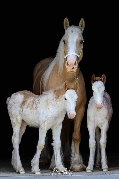  - Cai animale nobile