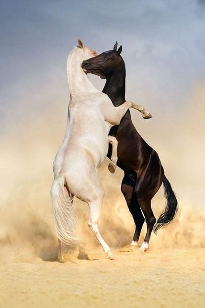  - Cai animale nobile