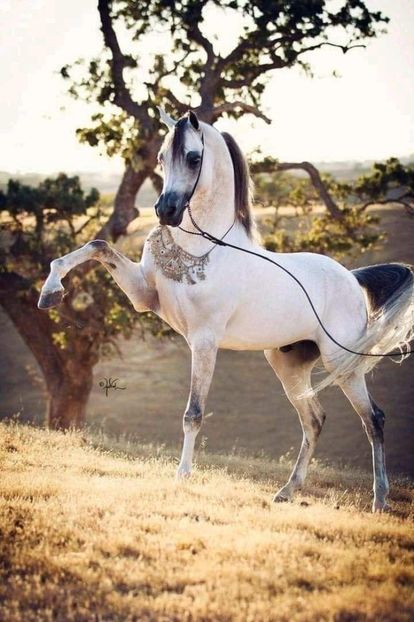  - Cai animale nobile