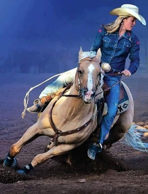  - Cai animale nobile