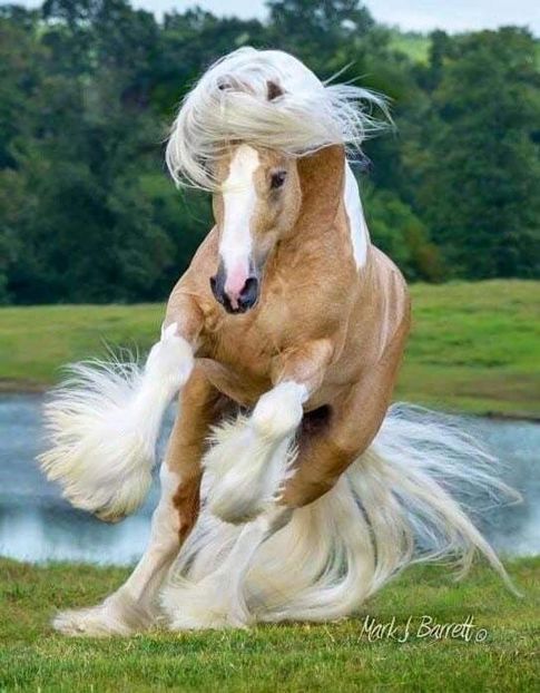  - Cai animale nobile