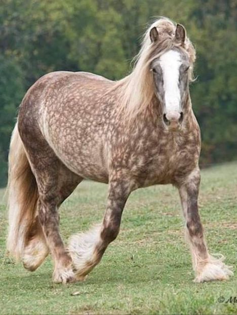  - Cai animale nobile