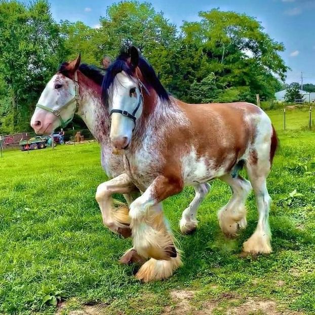  - Cai animale nobile