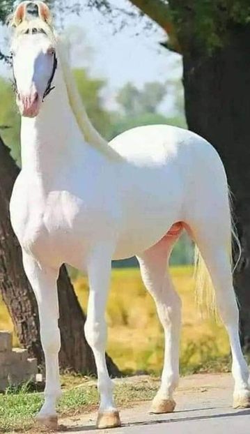  - Cai animale nobile