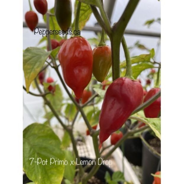  - SEMINTE ARDEI IUTE - AI 112 PRIMO X LEMON DROP - NEIZOLAT