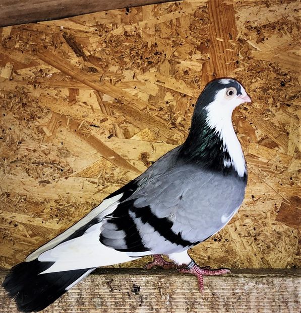 8526  femelă  2020 - B - perechi 2022