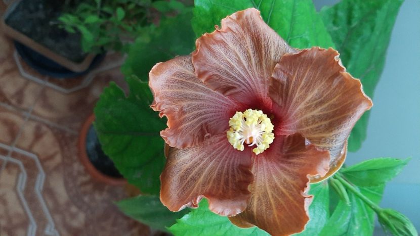 Din semințe - Hibiscusi 2021