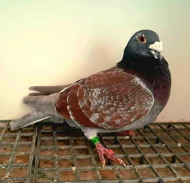  - Nu îmi aparțin 3