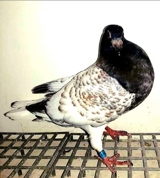  - Nu îmi aparțin 3