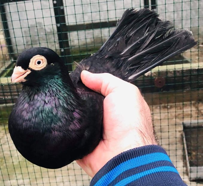 A6CC4ADA-D24B-4FDB-BED0-1684B45086B0 - Poze noi