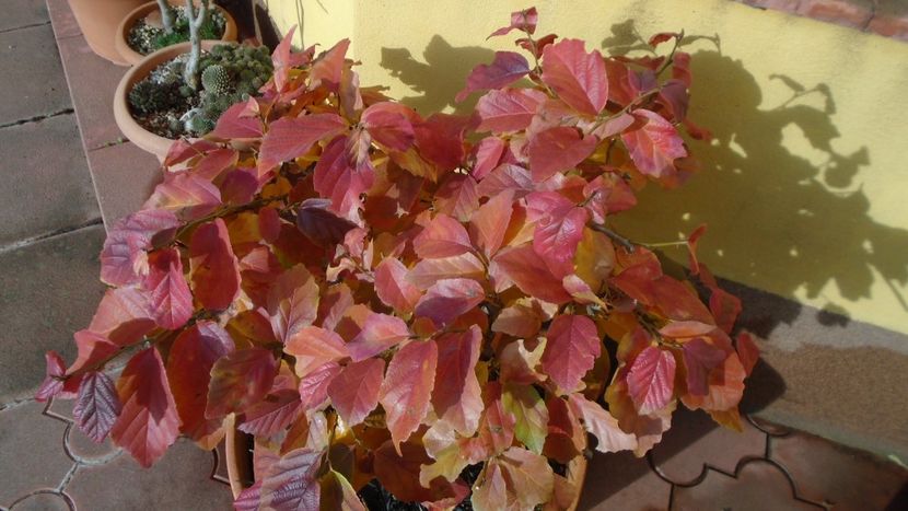 Arbore magic persan (Parrotia persica) - Toamna 2020-2021-2022-2023