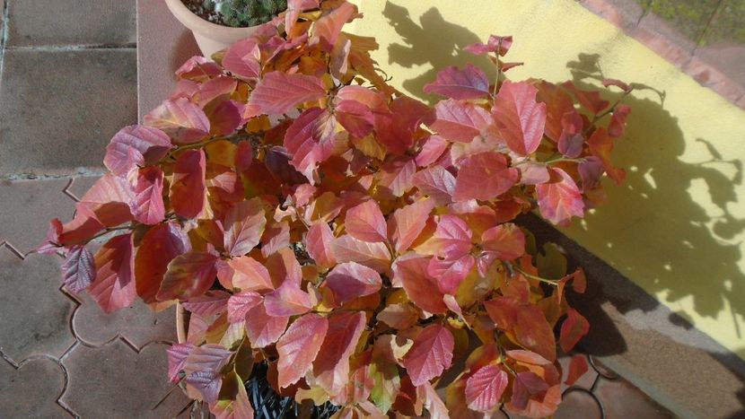 Arbore magic persan (Parrotia persica) - Toamna 2020-2021-2022-2023