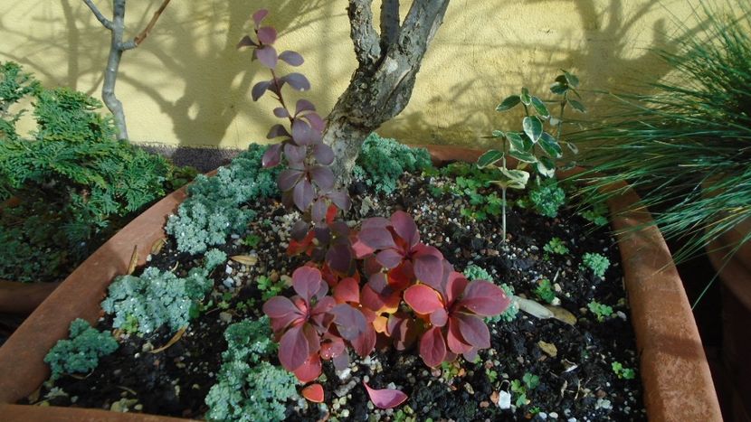 Dracila rosie (Berberis thunbergii ”Golden Ring”) - Toamna 2020-2021-2022-2023