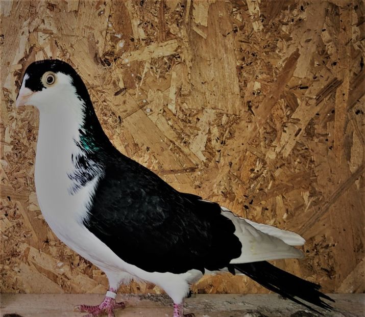 12220  mascul  2021 - B - perechi 2022