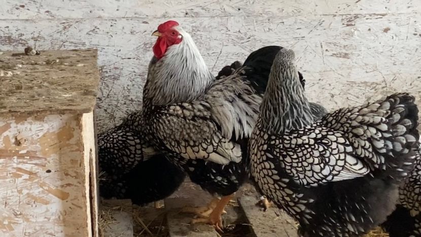 Multumesc Adrian! - Wyandotte argintiu 2022