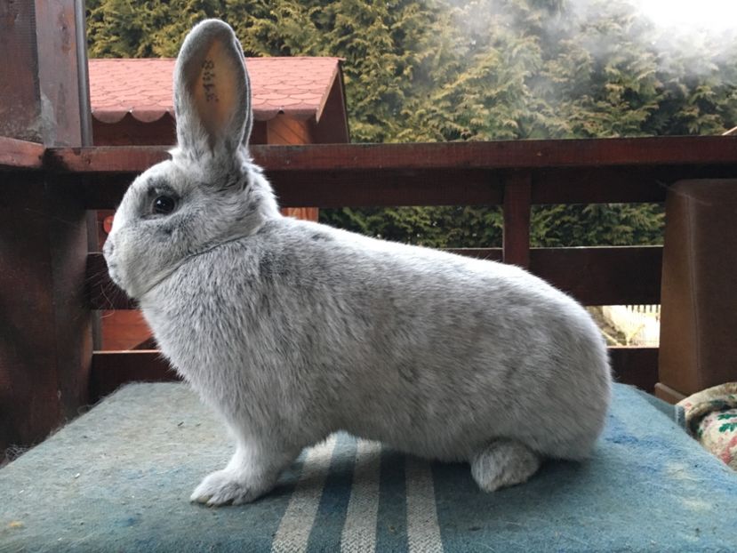 9F0AD4BA-9407-4920-BAED-36BC32BF2EE6 - XXXX Generația 2021 Marele Argintiu Deschis si Vienez Albastru