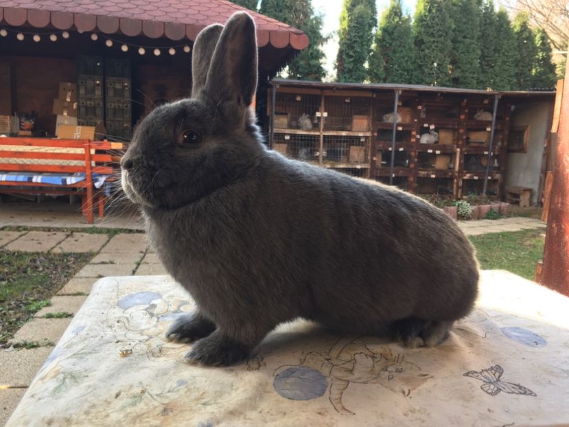 0667B9C5-7FFF-437C-9AAE-DEAAC5D4523C - XXXX Generația 2021 Marele Argintiu Deschis si Vienez Albastru