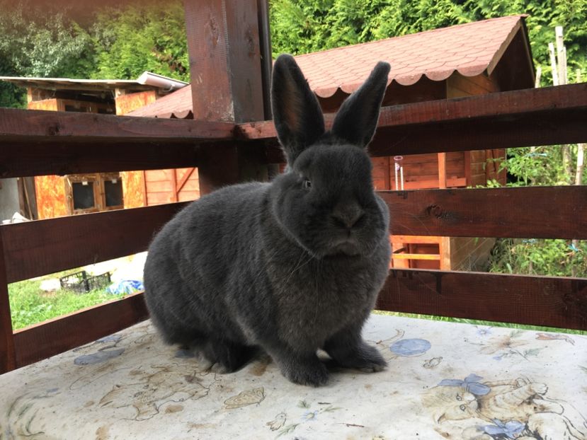 ABB35CB8-50C4-4EA4-A6C7-8BFE2A394242 - XXXX Generația 2021 Marele Argintiu Deschis si Vienez Albastru