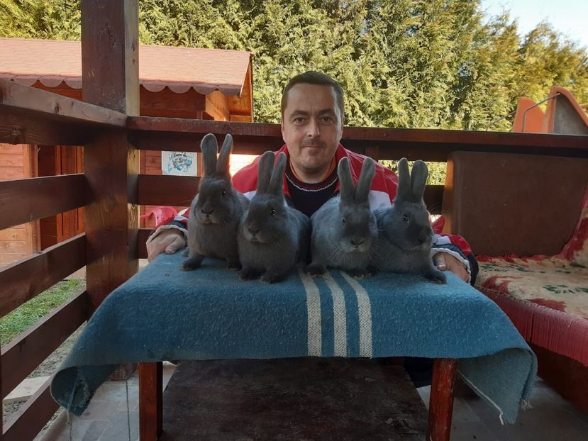 C24EC86E-E9D5-4DDF-B629-6686EF89009F - XXXX Generația 2021 Marele Argintiu Deschis si Vienez Albastru