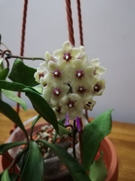  - Hoya Soidaoensis